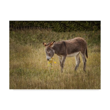 Galloimages Online 'Young Burro' Canvas Art,14x19